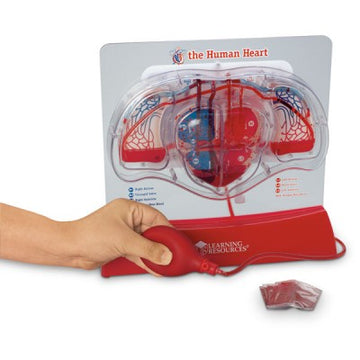 Functional Heart & Circulatory Model